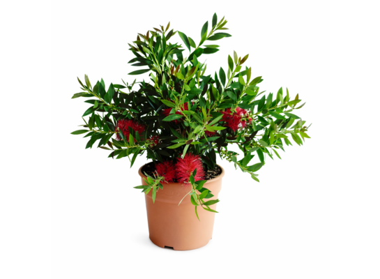 Kuflik Bush don. 17 cm