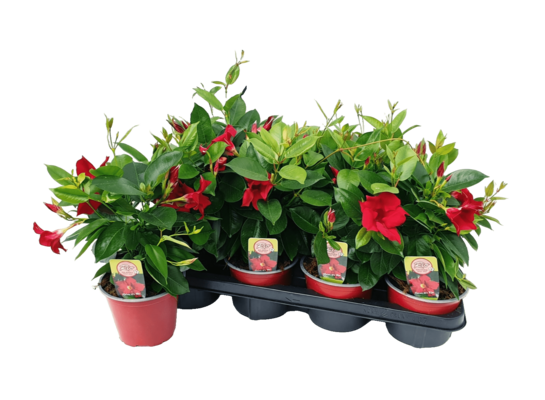 Mandevilla don. 14 cm mix