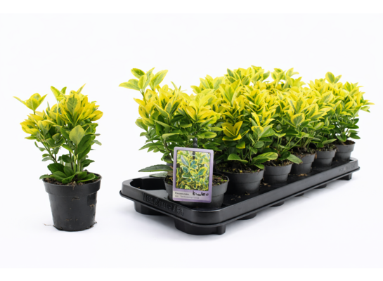 Trzmielina don. 13 cm