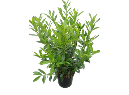 Laurowiśnia don. 17 cm
