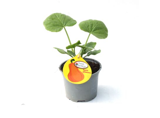 Dynia don. 9 cm
