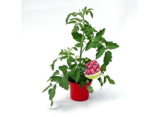 Pomidor tradycyjny don. 9 cm