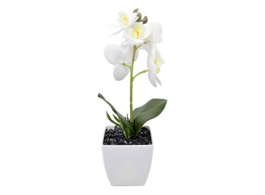 Storczyk w doniczce 28 cm biały