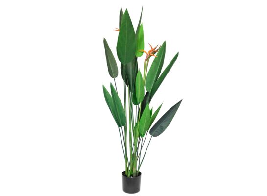 Strelicja w doniczce 150 cm