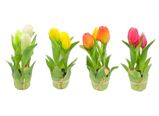 Tulipan gumowany w doniczce 3 kwiaty mix kolorów