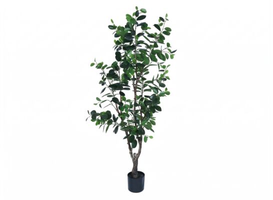 Fikus w doniczce 155 cm