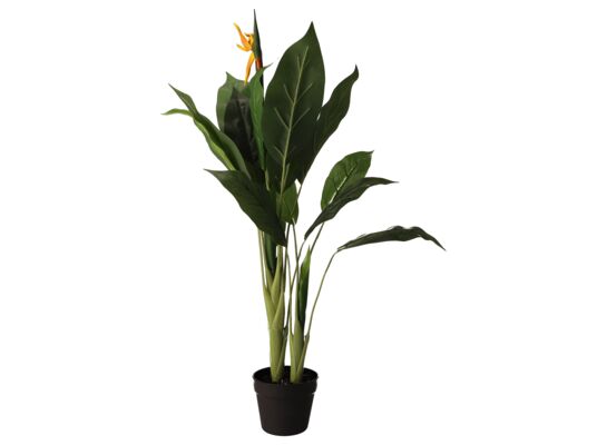Sterlicja w doniczce 100 cm zielony