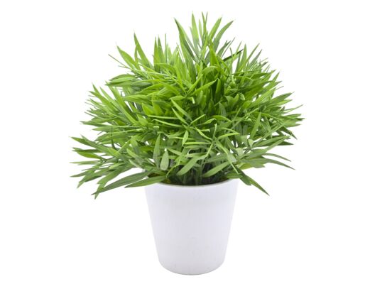 Roślina w doniczce 23 cm