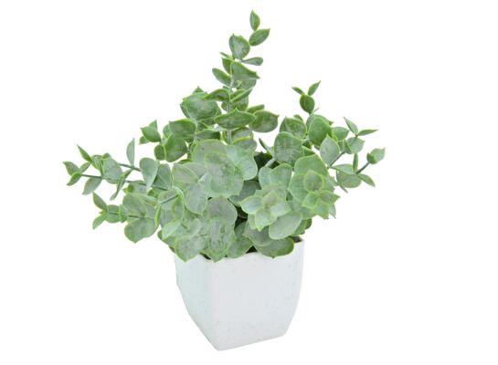 Roślina w doniczce 19 cm