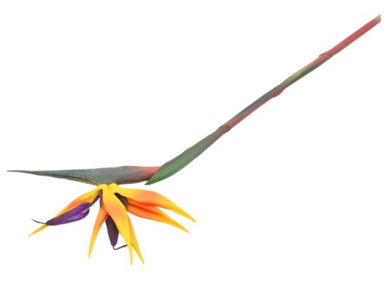 Kwiat rajski pojedyczny strelicja 77 cm żółty