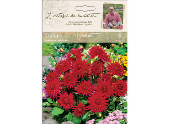 Dalia ogrodowa Velvet rabatowa Legutko