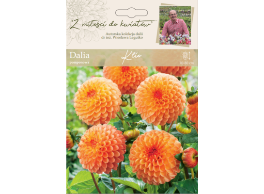 Dalia ogrodowa Klio pomponowa Legutko