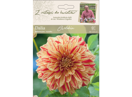 Dalia ogrodowa Arlekin wysoka Legutko