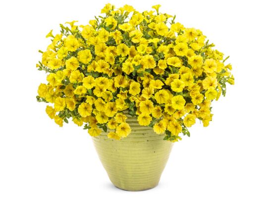 Supertunia Vista mini wys. 25 cm don. 12 cm mix