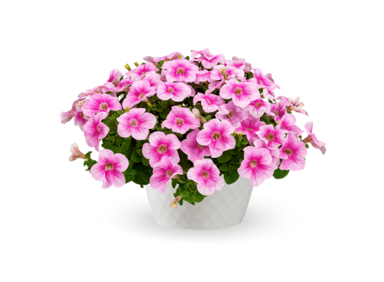Petunia Sanguna Mega Pink Vein wys. 25 cm don. 12 cm