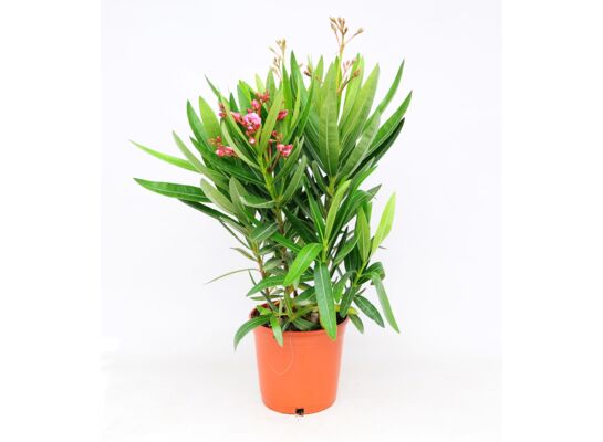Oleander pospolity mix don. 20 cm wys. 50 cm
