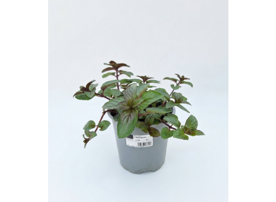 Mięta pieprzowa Glaciale don. 14 cm