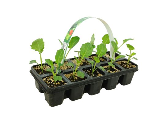 Kapusta biała mix 10-pak wys. 20 cm