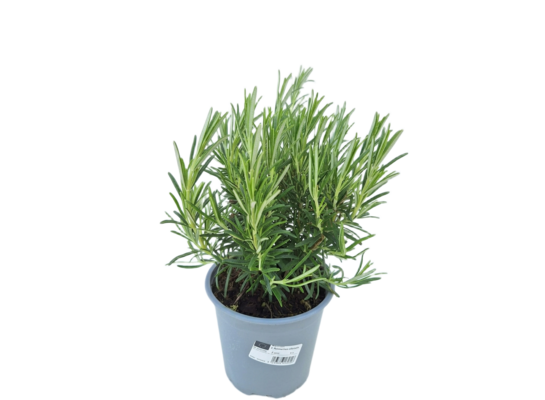 Rozmaryn lekarski mix don. 14 cm