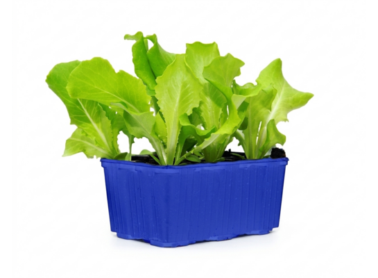 Sałata zielona mix 6-pak