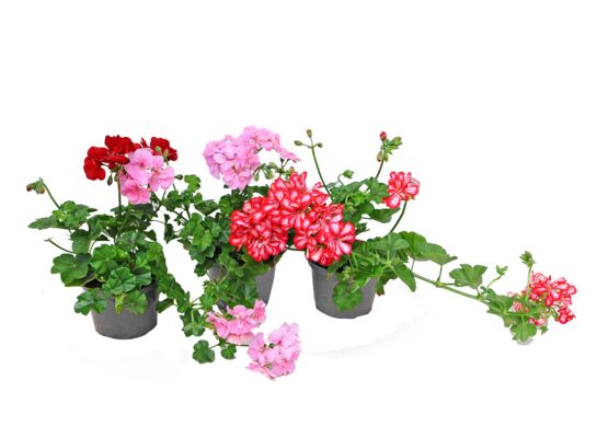 Pelargonia zwisająca mix don. 12 cm