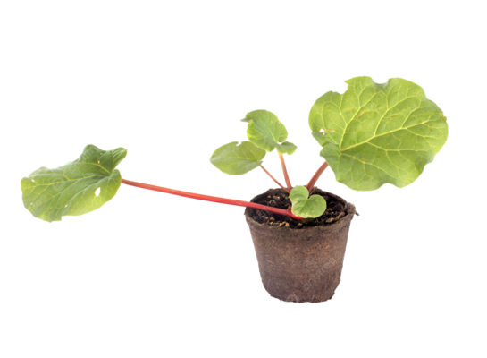 Rabarbar malinowy 4-pak don. cm wys. 25 cm