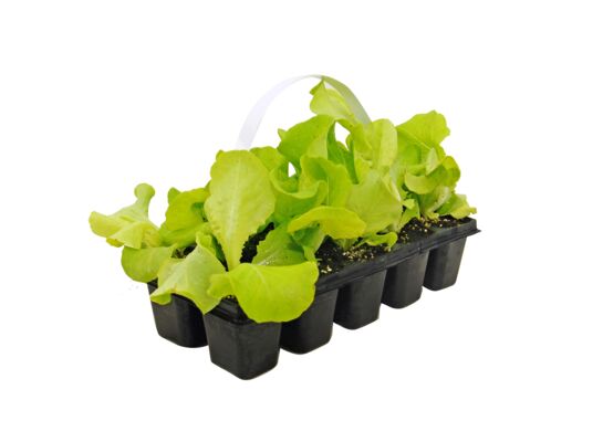 Sałata masowa mix 10-pak