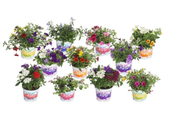 Rośliny rabatowe mix don. 12 cm