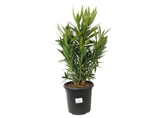 Oleander pospolity mix trójkolorowy don. 24 cm