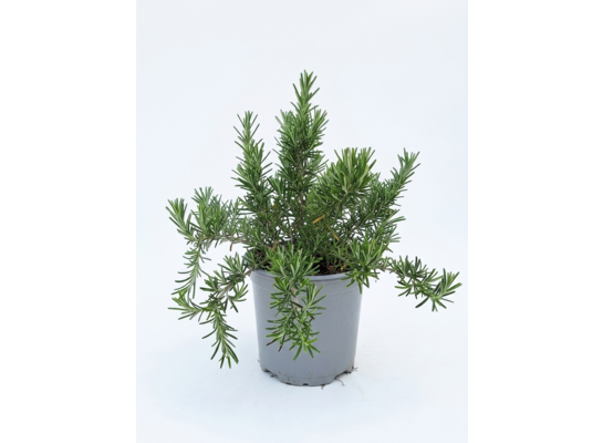 Rozmaryn lekarski Prostatus don. 14 cm