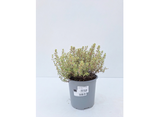 Tymianek cytrynowy Silver Queen don. 14 cm