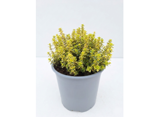 Tymianek cytrynowy Aureus don. 14 cm