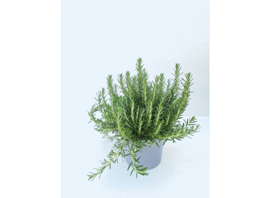 Rozmaryn lekarski Prostatus don. 19 cm