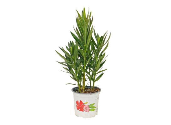 Oleander pospolity mix trójkolorowy don. 15 cm wys. 40 cm