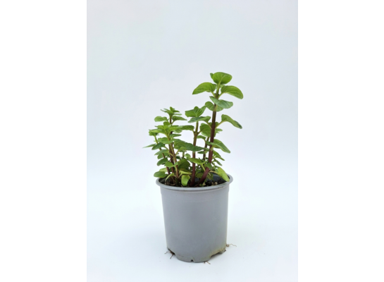 Mięta okrągłolistna Rotundifolia don. 14 cm