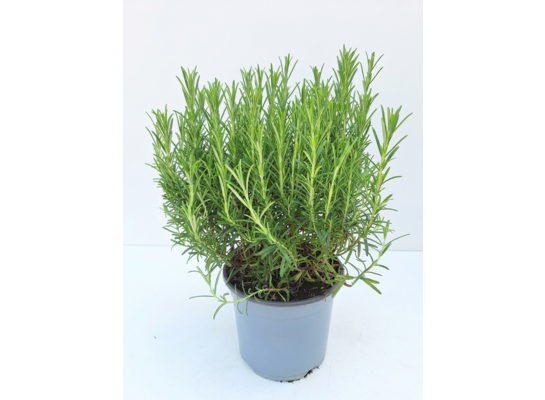 Rozmaryn lekarski mix don. 19 cm