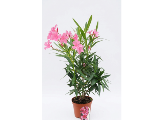 Oleander pospolity mix don. 25 cm wys. 55 cm
