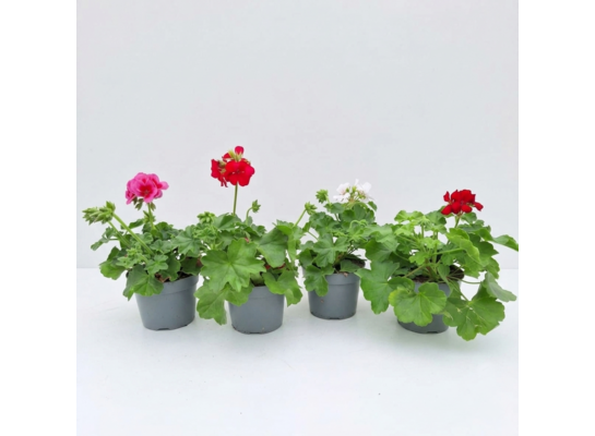 Pelargonia rabatowa mix don. 12 cm wys. 20 cm
