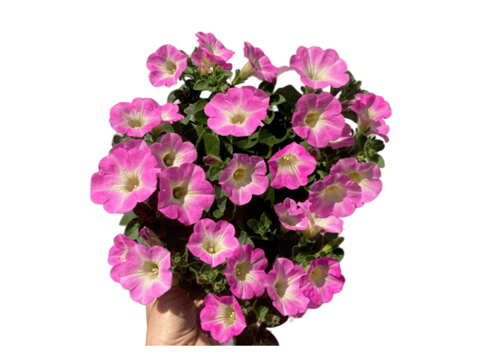 Petunia Prettytoonia don. 12 cm wys. 30 cm