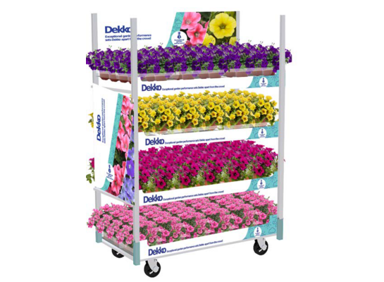 Petunia wisząca Dekko mix kolorów PREMIUM don. 12 cm