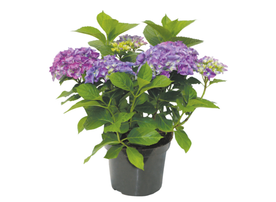 Hortensja ogrodowa don. 17 cm wys. 20 - 30 cm