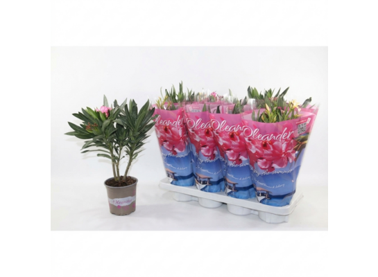 Oleander wys. 40 cm don. 13 cm