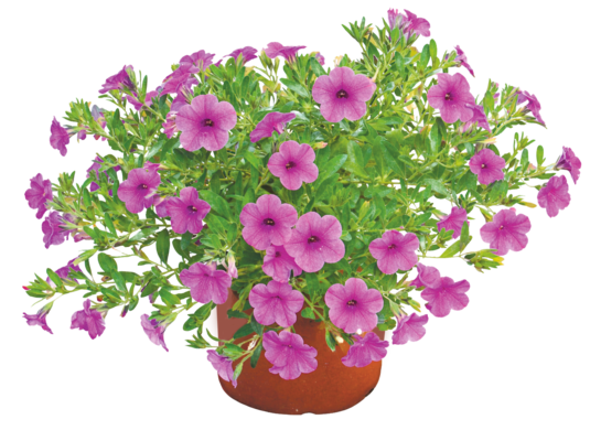 Kalibarocha mix don. 12 cm wys. 20 cm