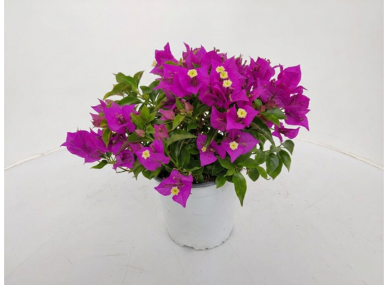 Bougainvillea wys. 20 cm don. 14 cm