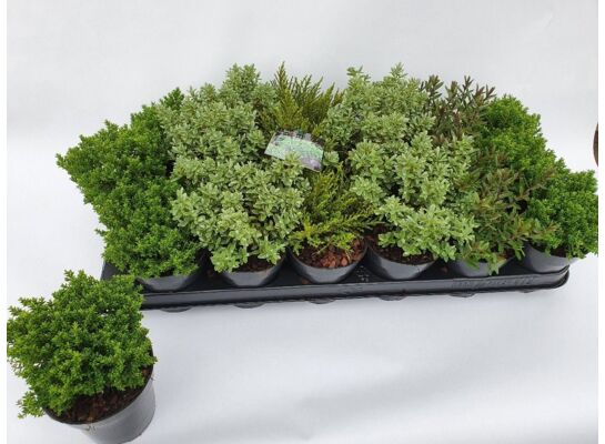 Hebe wys. 10 cm don. 9 cm