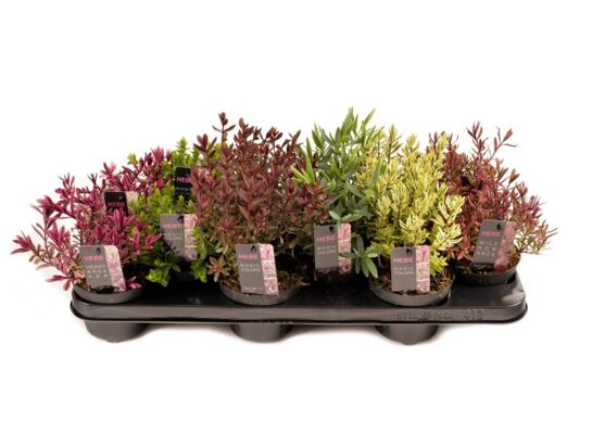 Hebe wys. 15 cm don. 11 cm