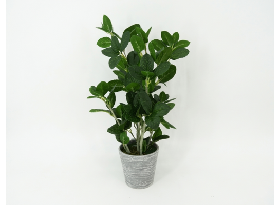 Roślina dekoracyjna w doniczce 45 cm