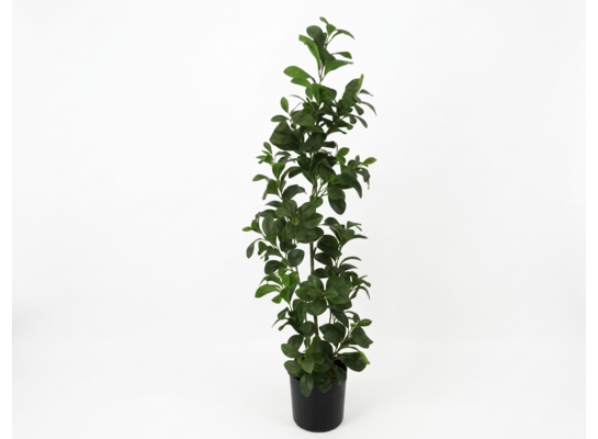 Roślina dekoracyjna w doniczce 120 cm
