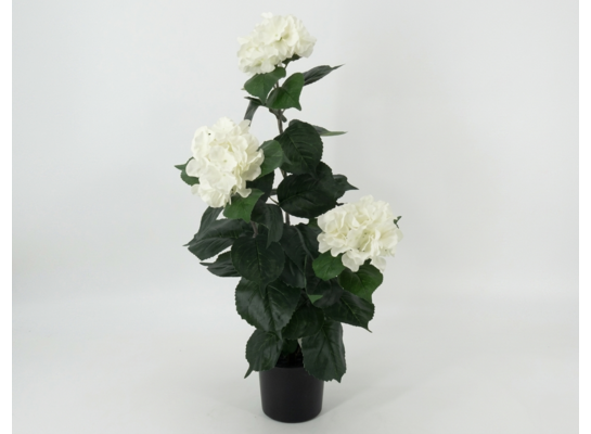Roślina dekoracyjna w doniczce 75 cm