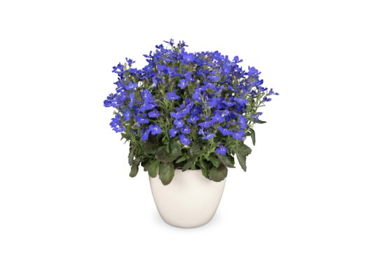 Lobelia wys. 25 cm don. 10,5 cm